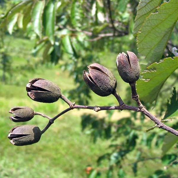 AÇOITA CAVALO